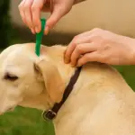 Come prevenire la leishmaniosi nel cane? I trattamenti efficaci che puoi adottare subito