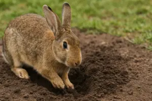 Perché il coniglio scava ovunque? Il comportamento spiegato e come gestirlo facilmente