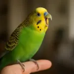 Il significato dei vocalizzi nei pappagalli domestici: come interpretare davvero i loro suoni