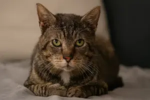 Gatti FIV+: perché adottarli può essere un gesto speciale (e come prendersene cura al meglio)