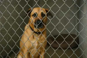 Perché alcuni animali restano in stallo a lungo? Le cause nascoste e come aiutarli