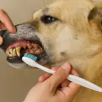 Tartaro nei denti del cane: come eliminarlo riducendo il rischio di infiammazioni