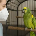 Come prevenire le infezioni respiratorie nei pappagalli? Le abitudini che abbassano i rischi
