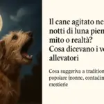 Il cane agitato nelle notti di luna piena: mito o realtà? Cosa dicevano i vecchi allevatori