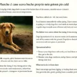Perché il cane scava buche proprio nei giorni più caldi (e dove le fa non è un caso)