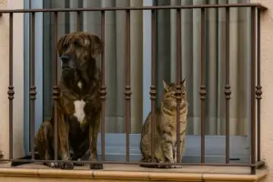 Spagna vieta cani e gatti sui balconi: cosa cambierà anche in Italia?